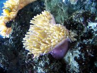 H.magnifica 005.jpg
