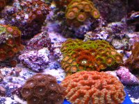 acan2 5-06.jpg