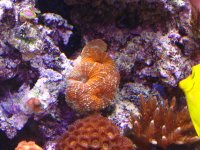 acan3 5-06.jpg