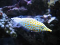 Orange Spot Filefish.jpg