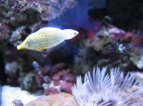 Orange Spot moving away.jpg