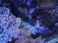 Pipe Organ hidden.jpg