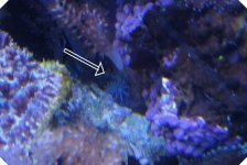 Pipe Organ hidden cropped with arrow.jpg