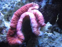 Lobo upon receiving it.jpg