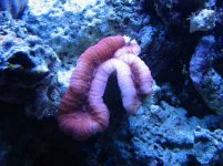 Lobo 1 on 2-13-05.jpg