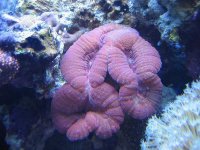 Lobo 1 daylight on 10-24-05.jpg