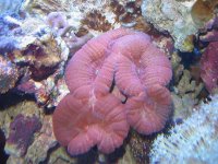 Lobo 2 flash on 10-24-05.jpg