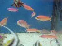 assorted anthias.jpg