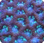 Pacific Fire zoos manual setting cropped.jpg