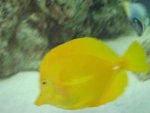 yellow tang.jpg