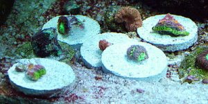 DSCF1717.JPG