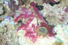 Cyano.jpg