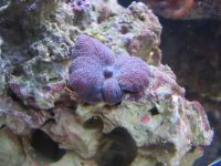 Mushroom.jpg