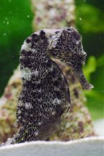 seahorse.jpg