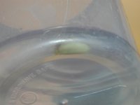 snail2.JPG