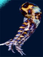 blue_ring_230x300.jpg