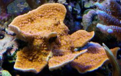 frags for sale 003.jpg