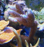 frags for sale 004.jpg