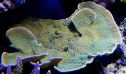 frags for sale 001.jpg