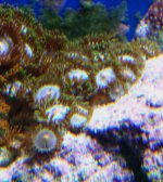 frags for sale 005.jpg