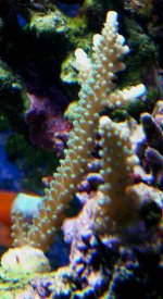 frags for sale 006.jpg