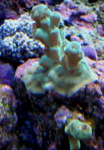 frags for sale 010.jpg