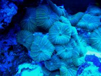 frags for sale.jpg