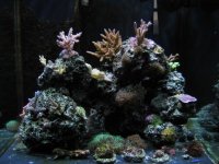 tank 2-5-2007 002 small.jpg