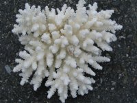 acro9.JPG