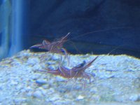 camel shrimp.jpg
