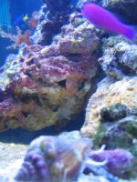 conch.jpg