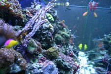 TANK THREAD PICS 007.jpg
