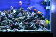 TANK THREAD PICS 013.jpg