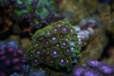 TANK THREAD PICS 015.jpg