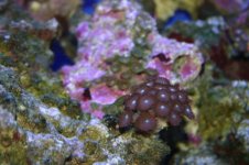 TANK THREAD PICS 001.jpg