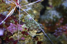 TANK THREAD PICS 002.jpg