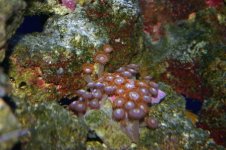 TANK THREAD PICS 003.jpg