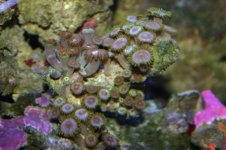 TANK THREAD PICS 005.jpg