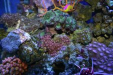 TANK THREAD PICS 014.jpg