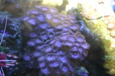 TANK THREAD PICS 016.jpg