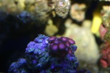TANK THREAD PICS 017.jpg