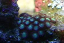 TANK THREAD PICS 018.jpg