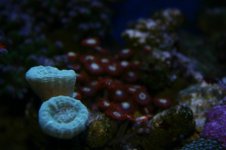 TANK THREAD PICS 020.jpg