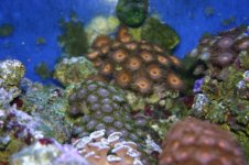 TANK THREAD PICS 021.jpg