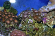 TANK THREAD PICS 022.jpg