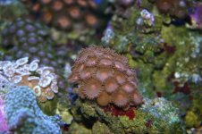 TANK THREAD PICS 023.jpg