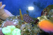 TANK THREAD PICS 024.jpg