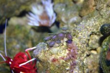 TANK THREAD PICS 025.jpg