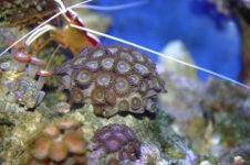 TANK THREAD PICS 026.jpg