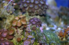 TANK THREAD PICS 027.jpg